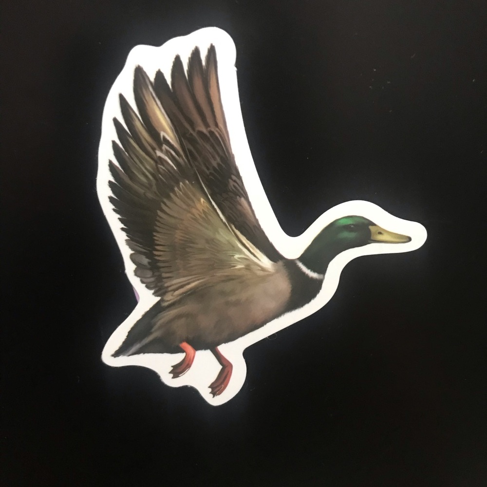 Mallard Duck Sticker